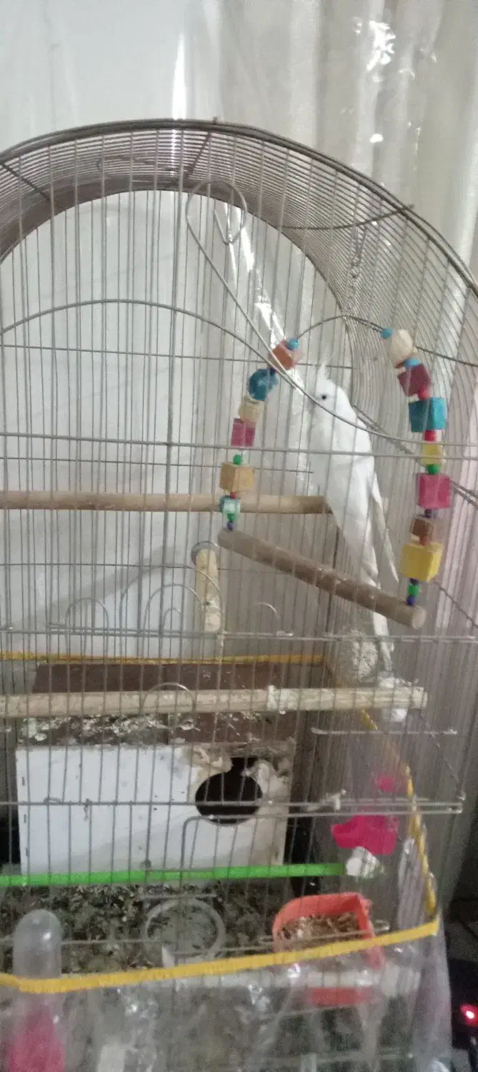 عروس هلندی|پرنده|مشهد, یاس|دیوار