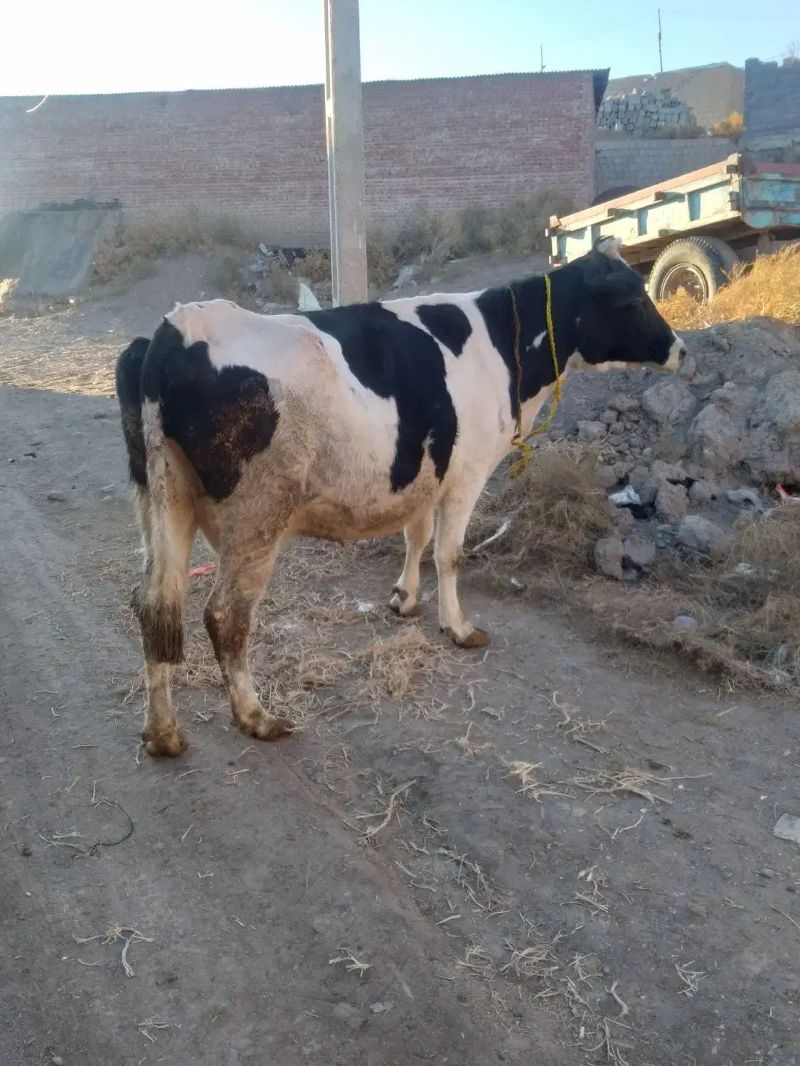 گاو جوان گوشتی شیری|حیوانات مزرعه|نظر کهریزی, |دیوار