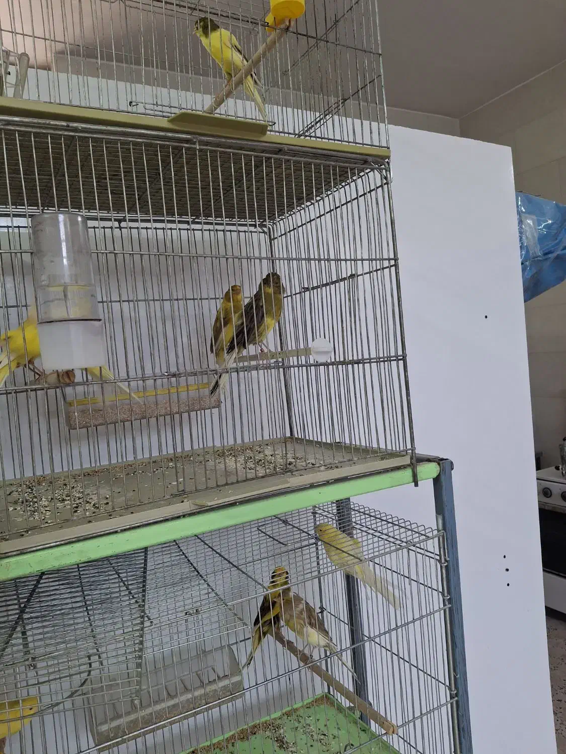 فروش قناری کشیده بلند درجه ۱/ردفاکتور/رسمی/|پرنده|خمینی‌شهر, |دیوار