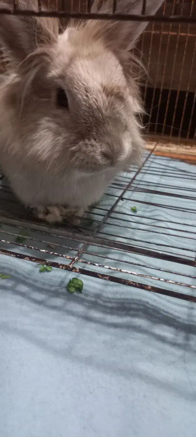 حیوانات|موش و خرگوش|تربتحیدریه, مظفریه|دیوار