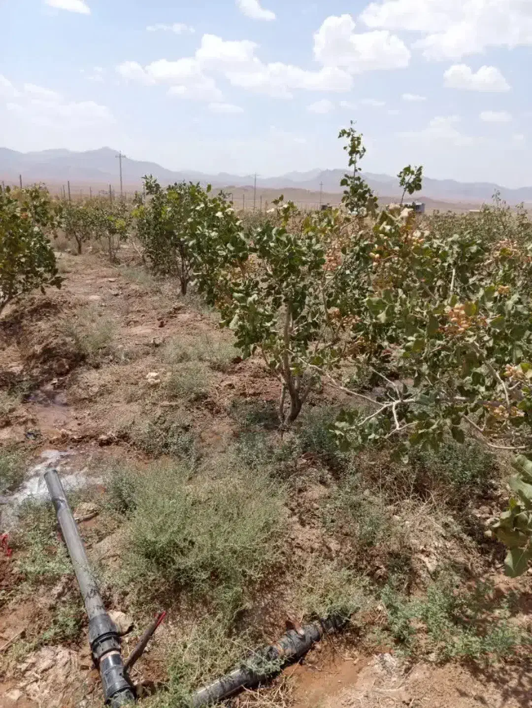 باغ فروشی با محصول پسته|فروش دفتر صنعتی، کشاورزی، تجاری|شهرضا, |دیوار