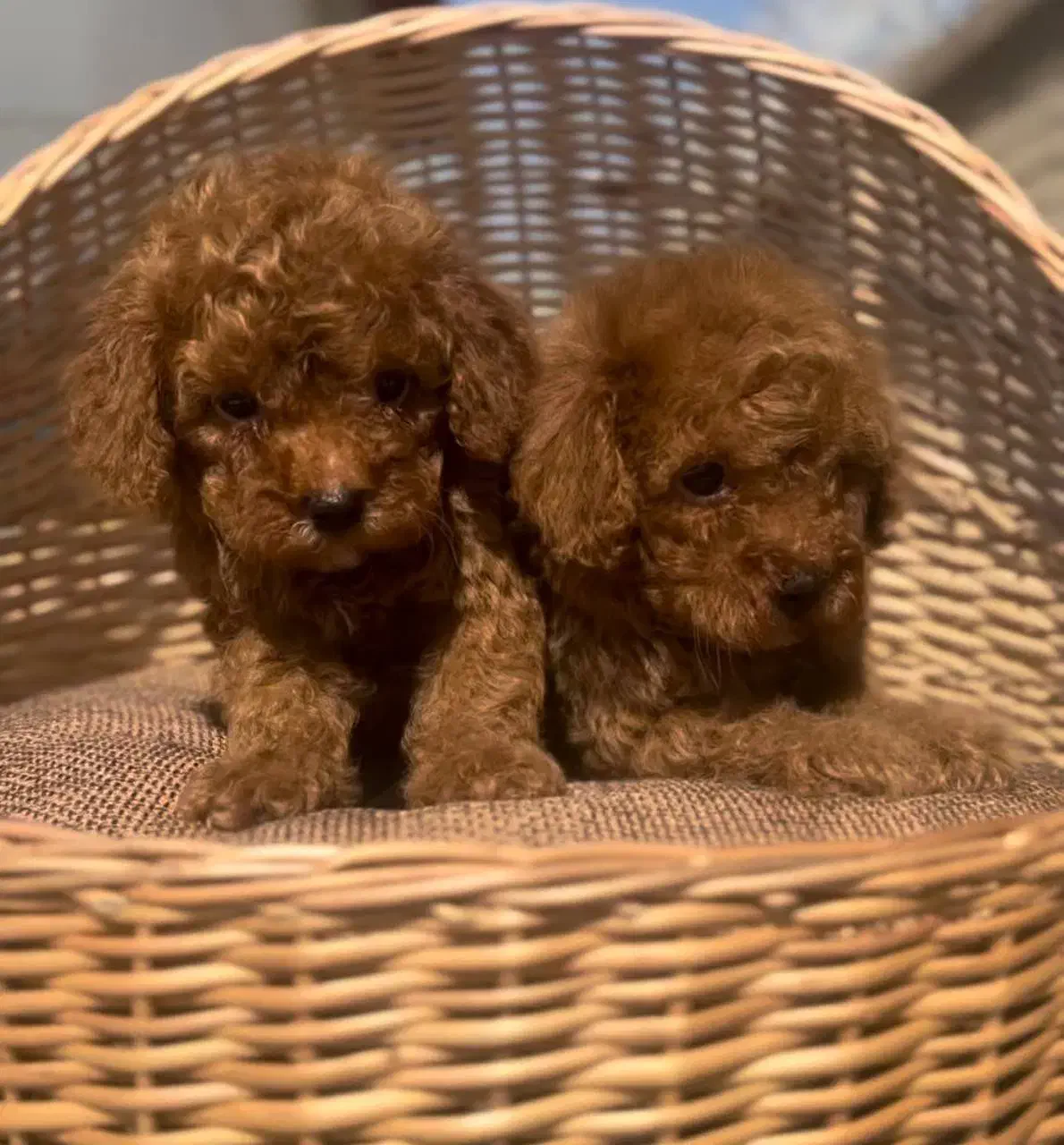 دارک رد حرفه ای|سگ|رشت, لاکانی|دیوار