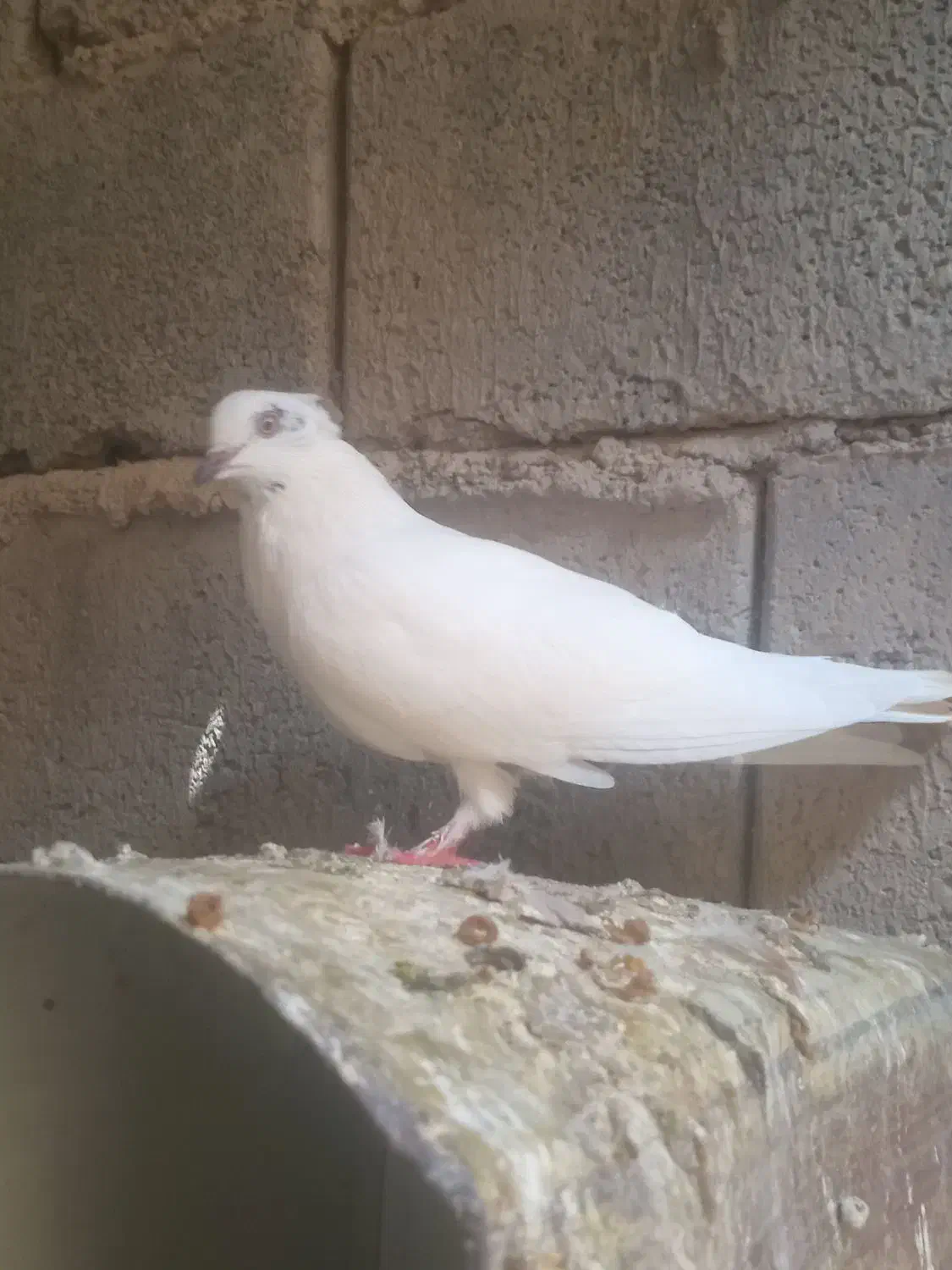 کبوتر ملقی|پرنده|ارزوئیه, |دیوار