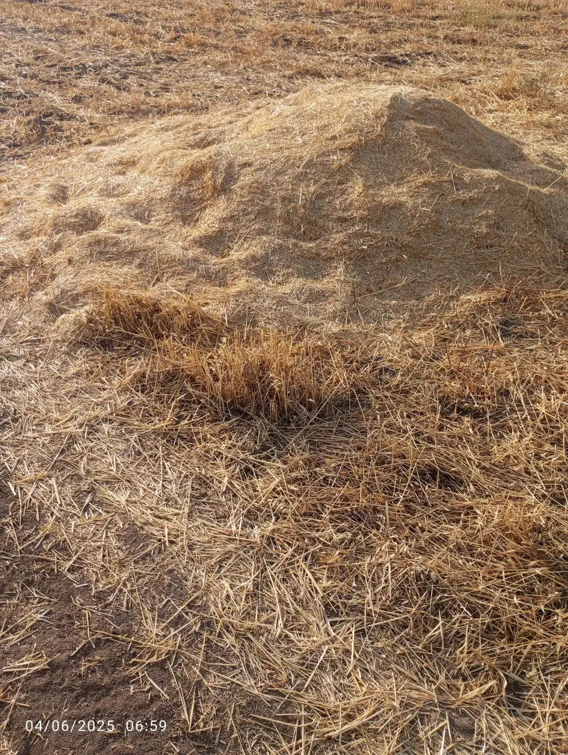 ۲۶ انبار کاه دیمی باکی ۵ تومن|لوازم جانبی حیوانات|دشت ذهاب, |دیوار