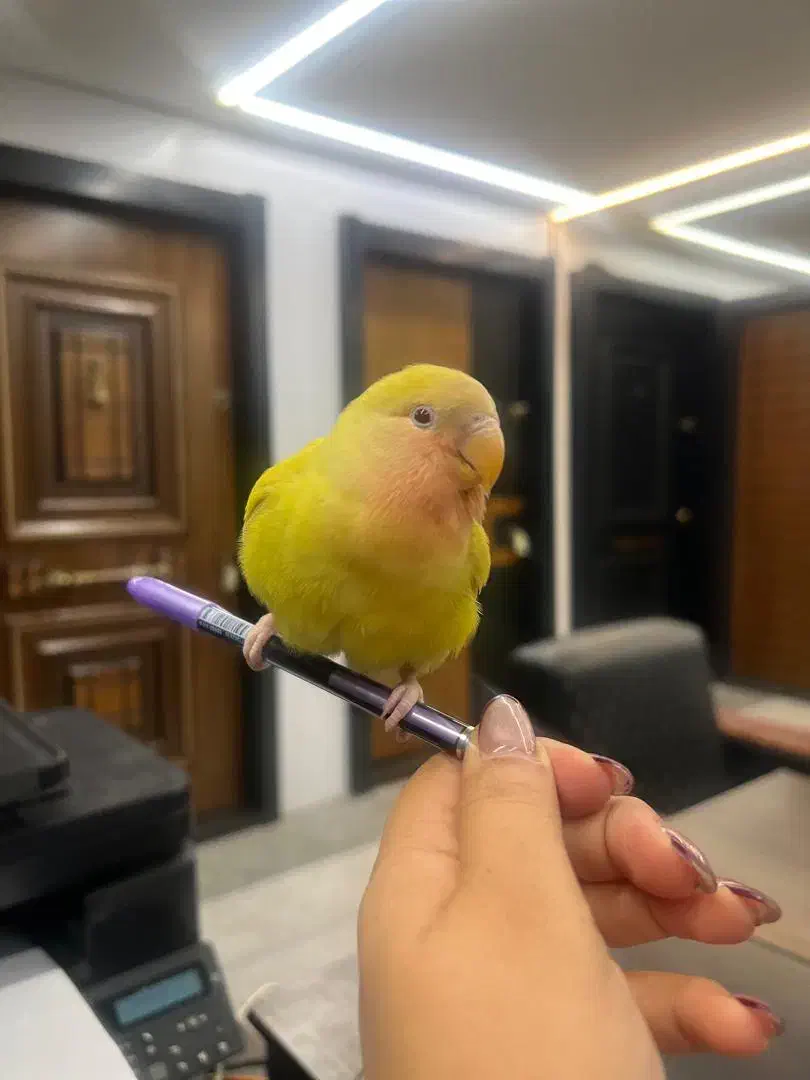 گمشده طوطی برزیلی|حیوانات|شیراز, تندگویان|دیوار