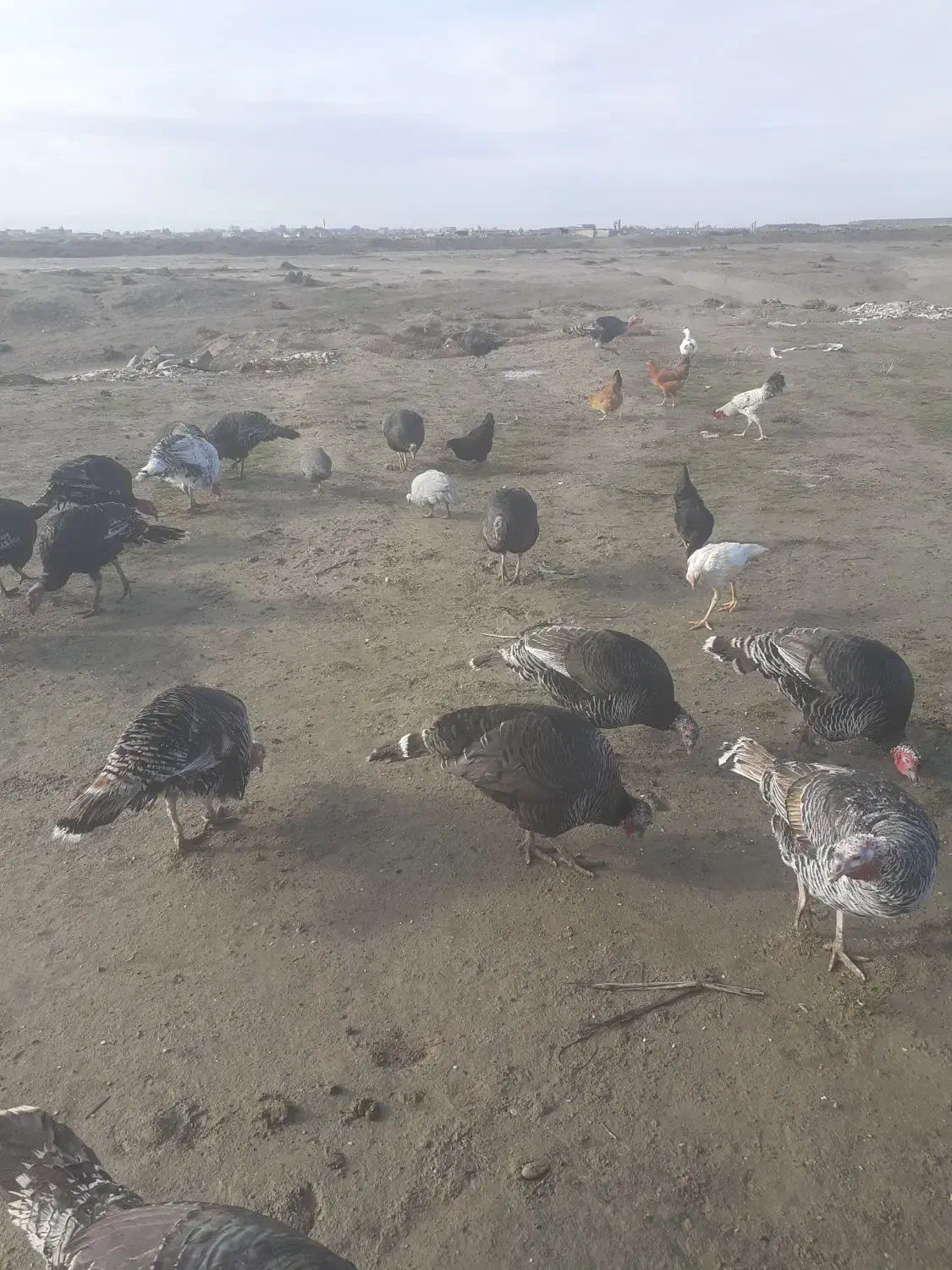 ۷عددبوقلمومحلی وسالم ۴عدداوردک محلی|حیوانات مزرعه|گنبد کاووس, |دیوار