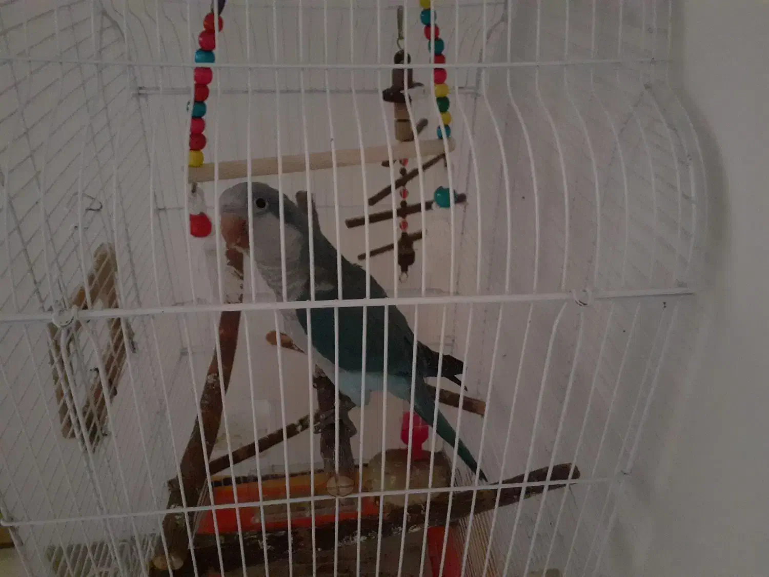 فروش یک طوطی راهب|پرنده|مبارکه, |دیوار