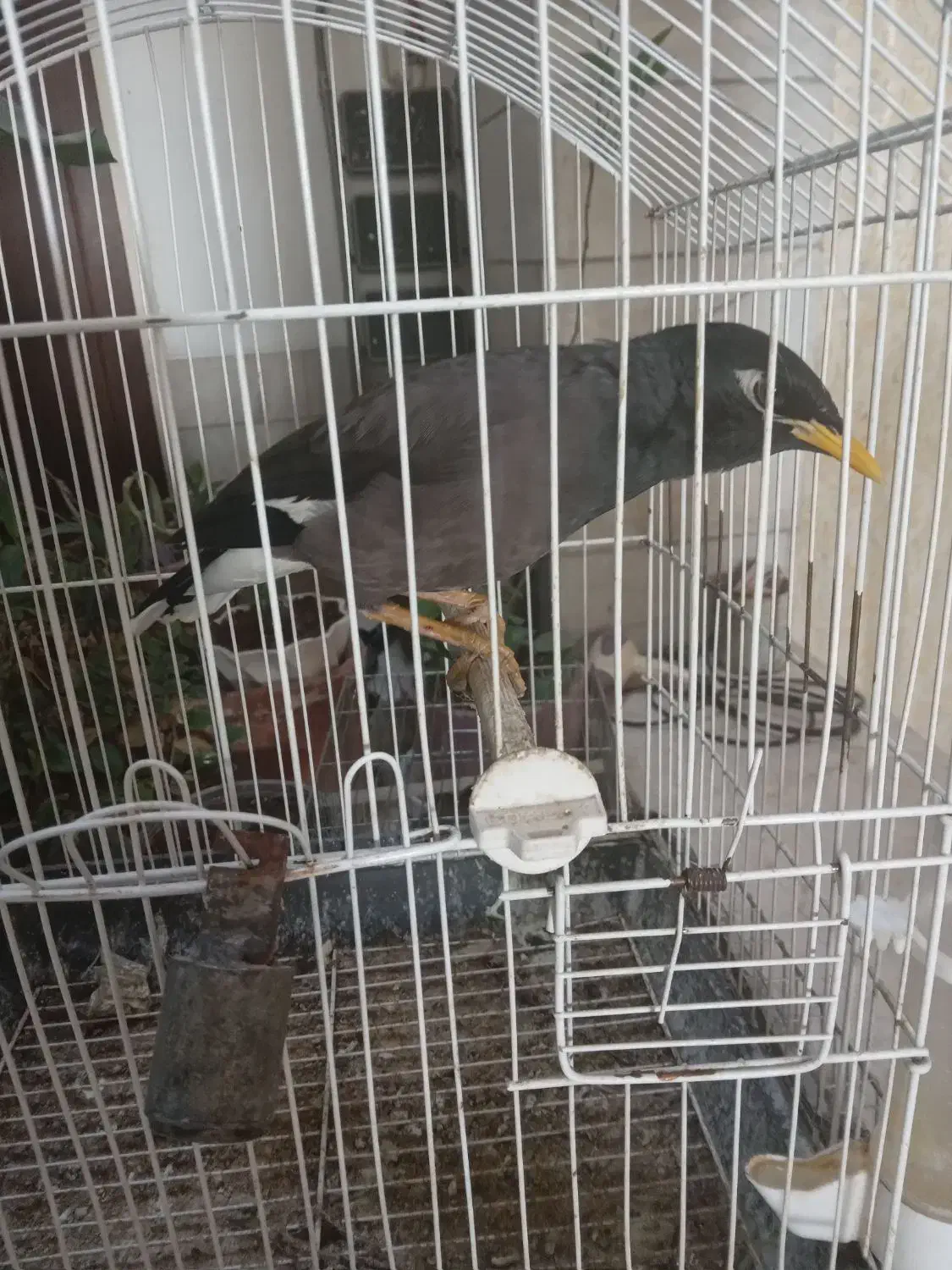 مینا سخنگو|پرنده|یزد, |دیوار