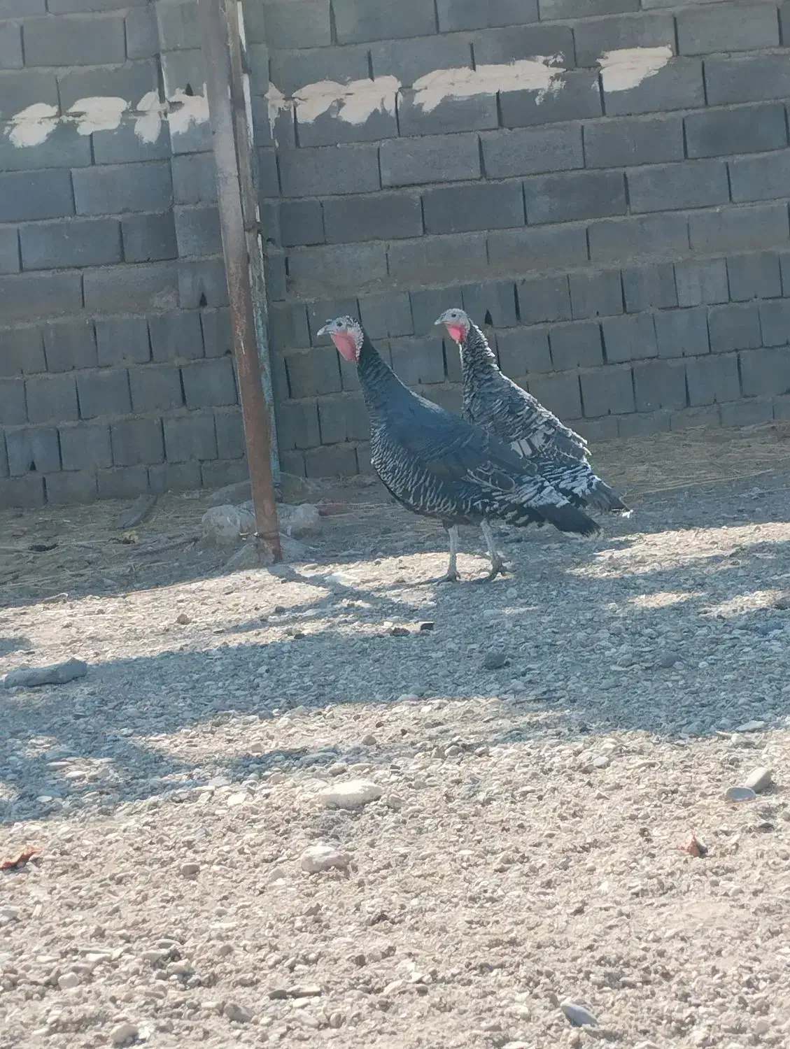 دوعددبوقلمون ماده|حیوانات مزرعه|ساوه, |دیوار