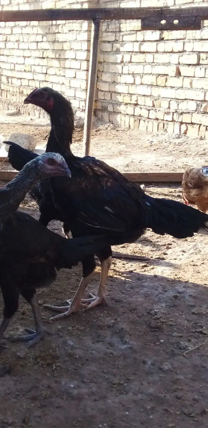 مرغ و خروس لاری|حیوانات مزرعه|قزوین, |دیوار