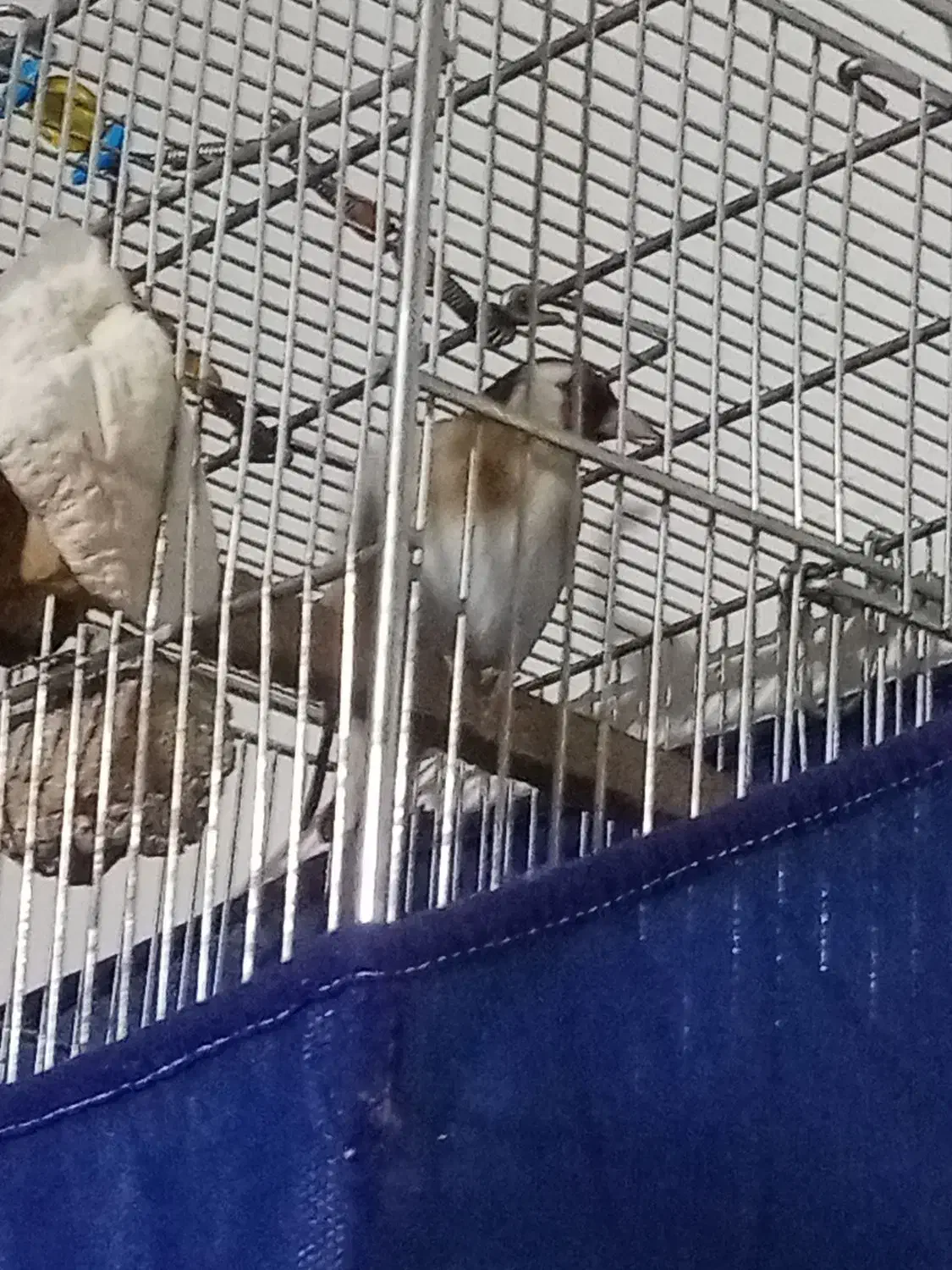 سهره مست مست بخوان دهن مجلسی|پرنده|صحنه, |دیوار