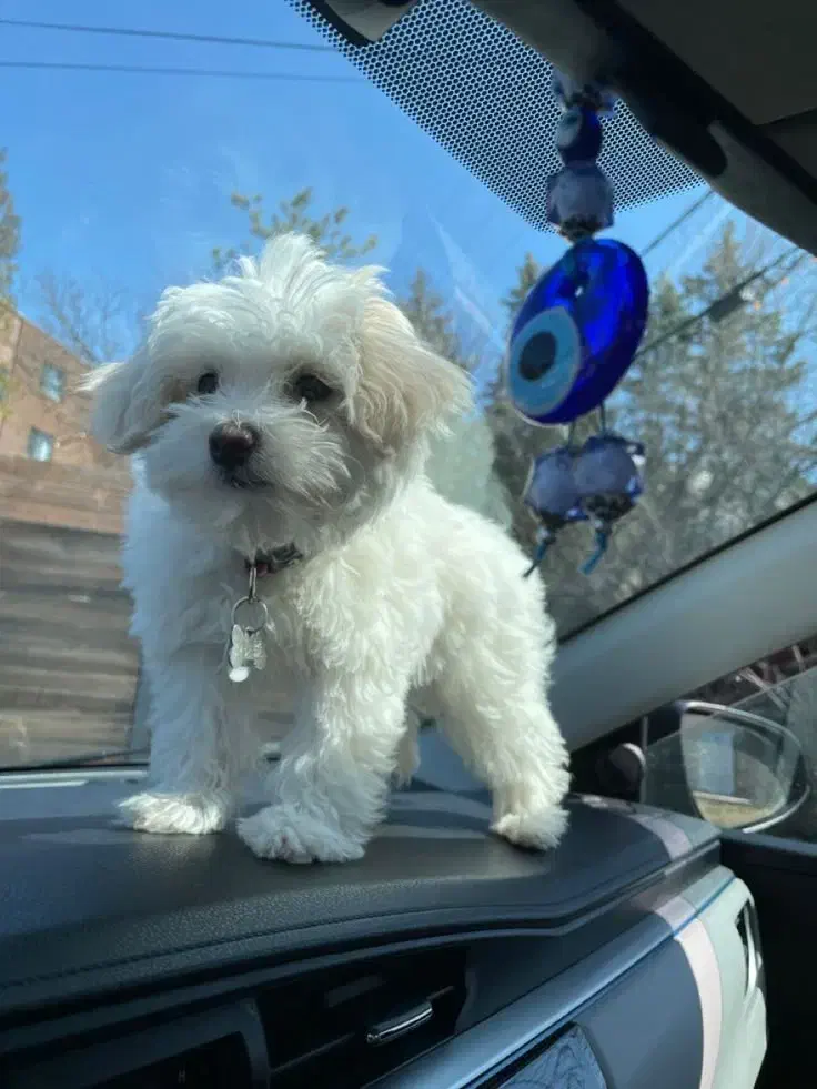 سگ پاپی پشمالو شیتزو کراس|سگ|اصفهان, کارلادان|دیوار