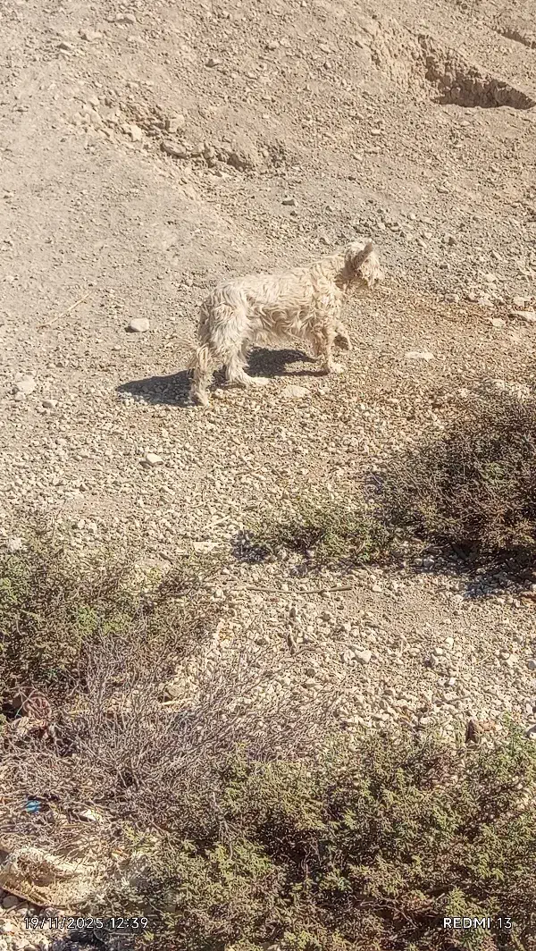 سگ فروشی|سگ|گراش, |دیوار