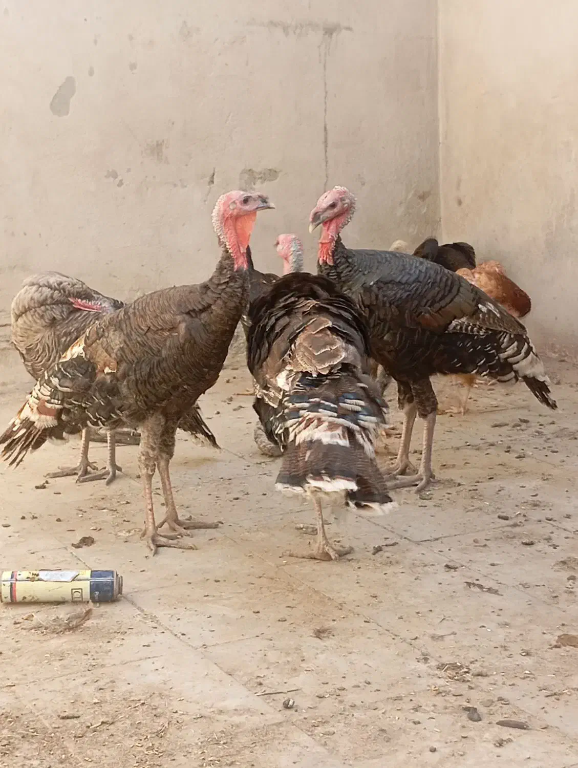 پنچ عدد بوقلمون ودوعدد خرس افغان|حیوانات مزرعه|کهنوج, |دیوار