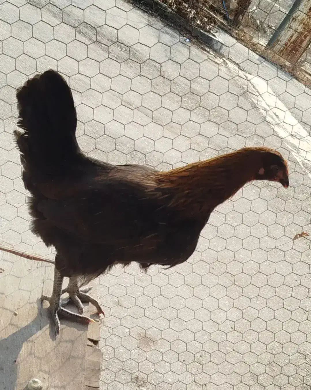 مرغ جوان 5 ماهه|حیوانات مزرعه|محمدشهر, محمدشهر|دیوار