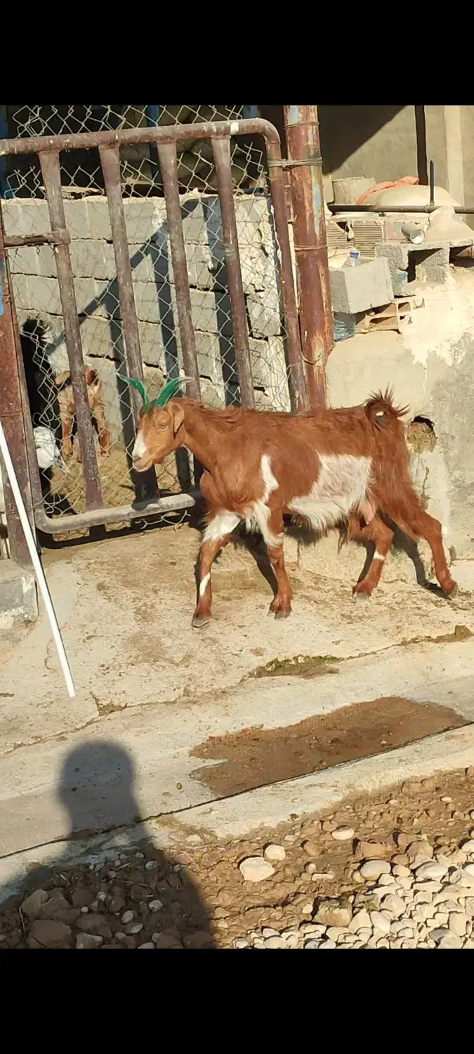 بز زاییده|حیوانات مزرعه|بهبهان, |دیوار