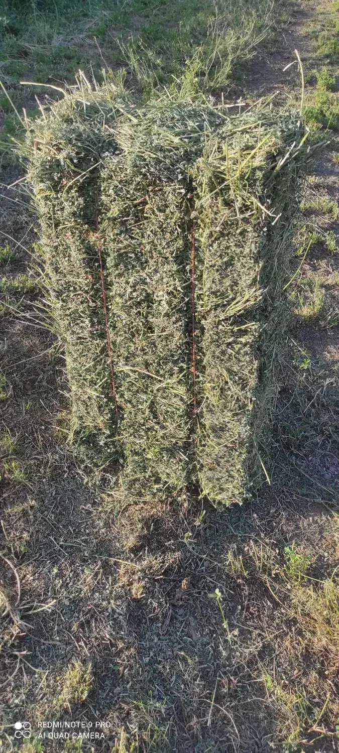 یونجه|لوازم جانبی حیوانات|خرم‌آباد, |دیوار