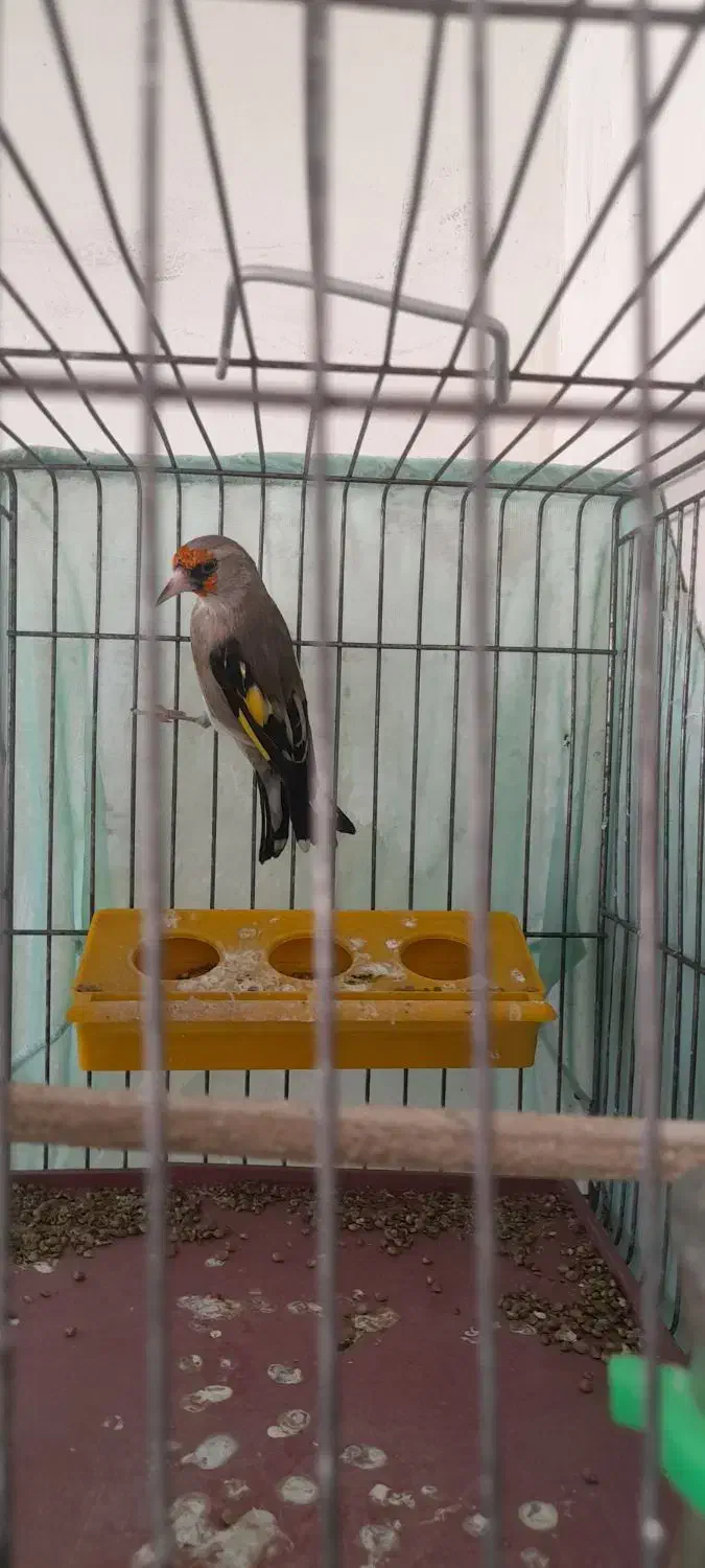 سهره کرمانی نر|پرنده|پردیس, فاز ۴|دیوار