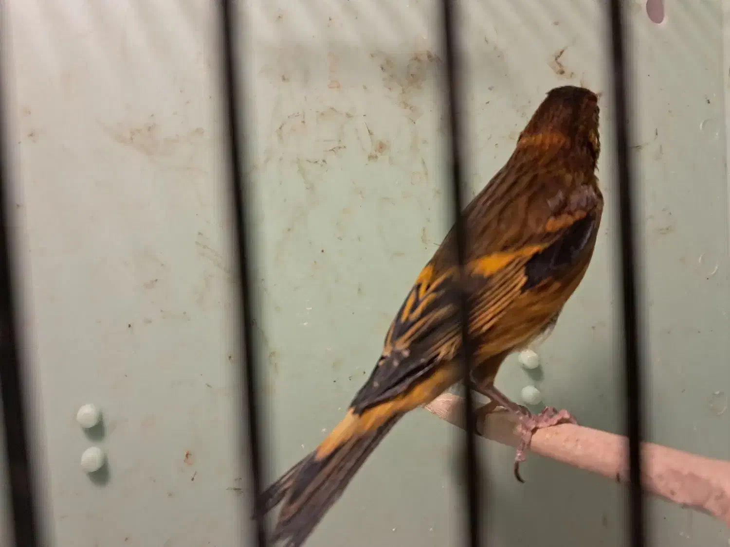 سهره قناری|پرنده|فیروزکوه, |دیوار