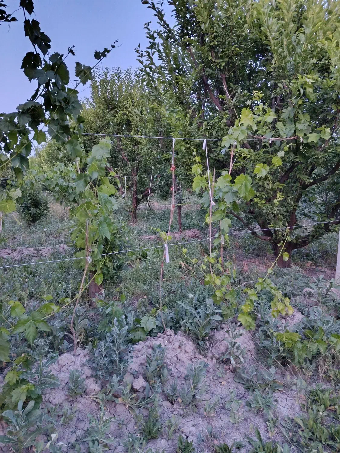 فروش باغچه درعربلوی دره|فروش زمین و ملک کلنگی|نوشین شهر, |دیوار