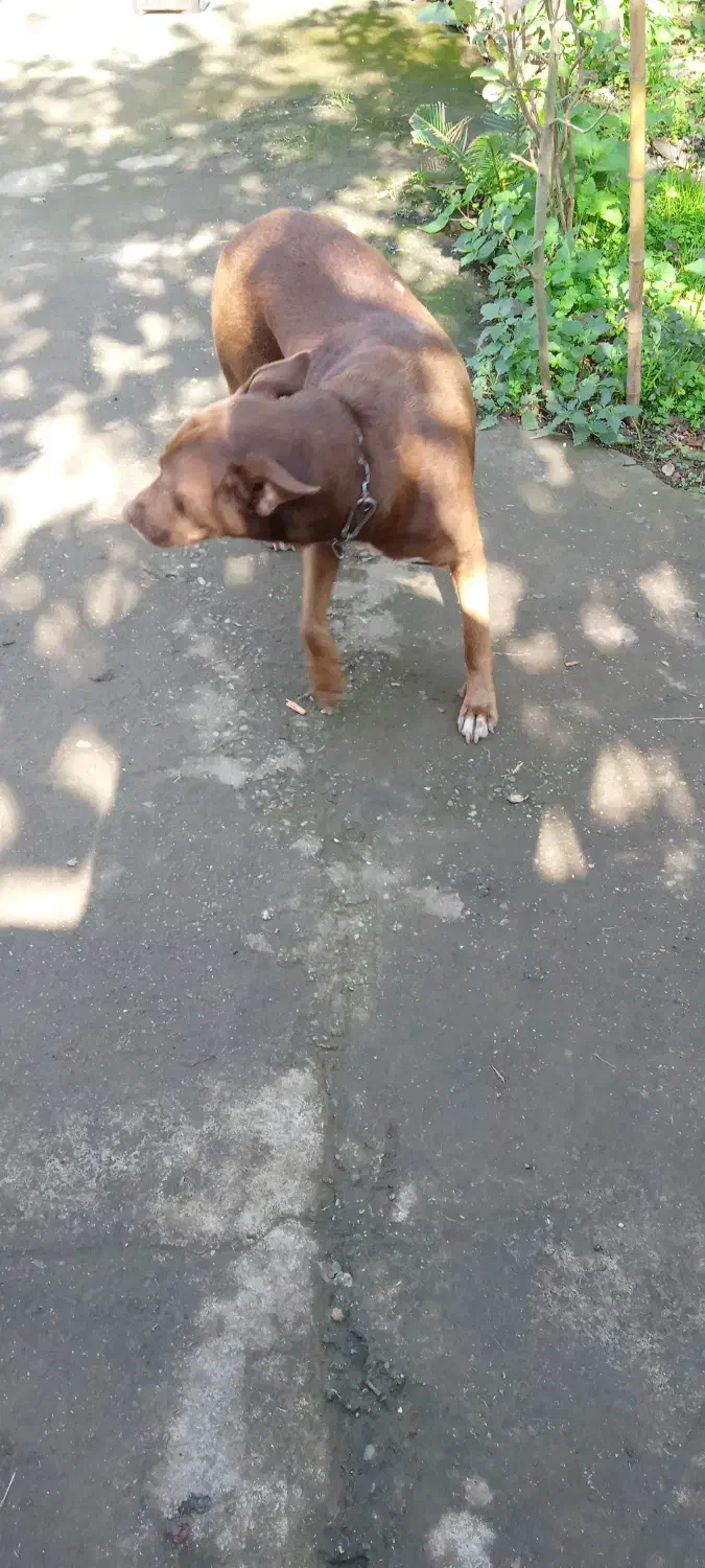 سگ پیتبول ماده دو ساله|سگ|رودسر, |دیوار