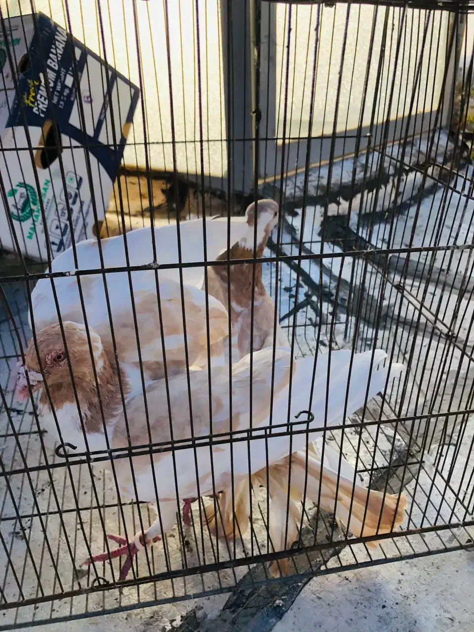 کبوتر درجه یک زدو خوردی|پرنده|کرج, عظیمیه|دیوار