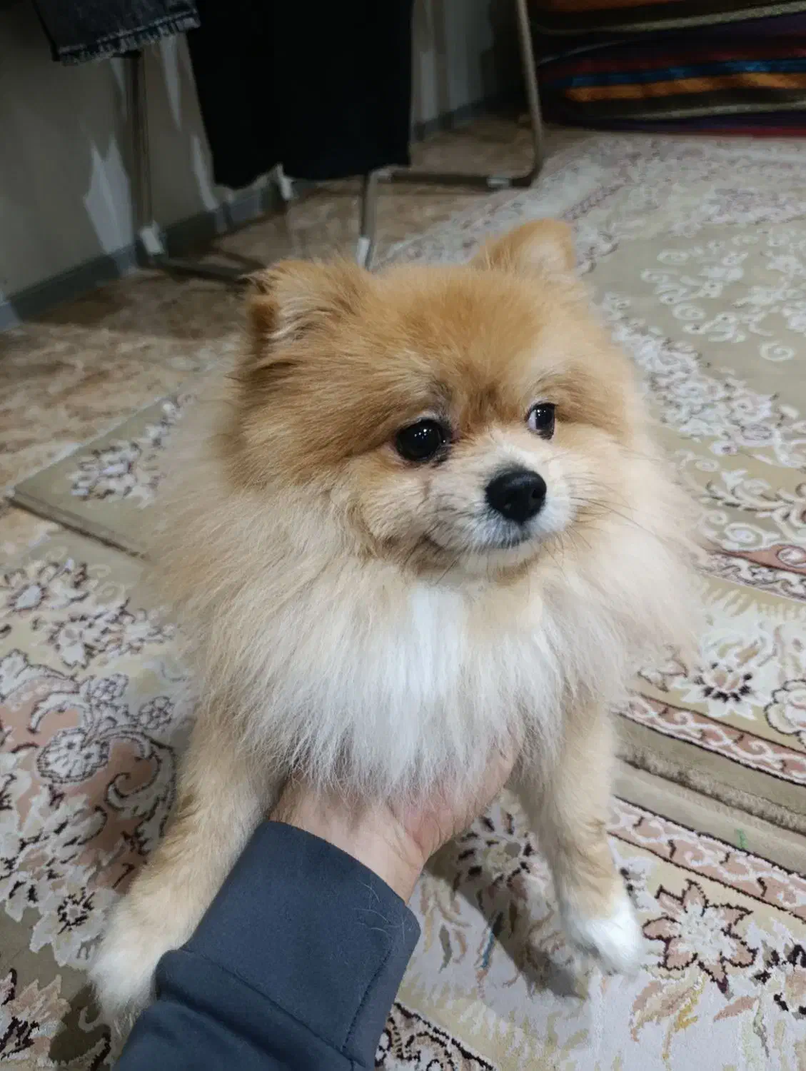 سگ پامر خرسی|سگ|ری, دولت‌آباد|دیوار