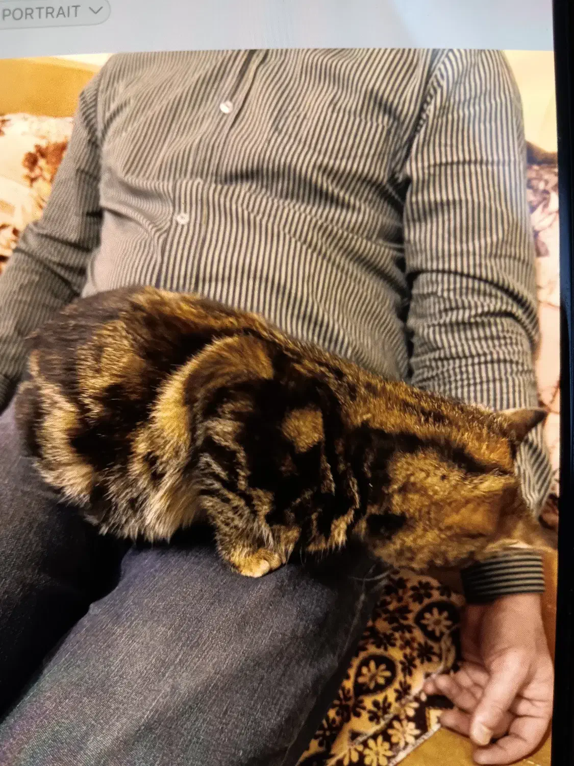 واگذاری گربه ماده|گربه|کرج, مهرویلا شمالی|دیوار