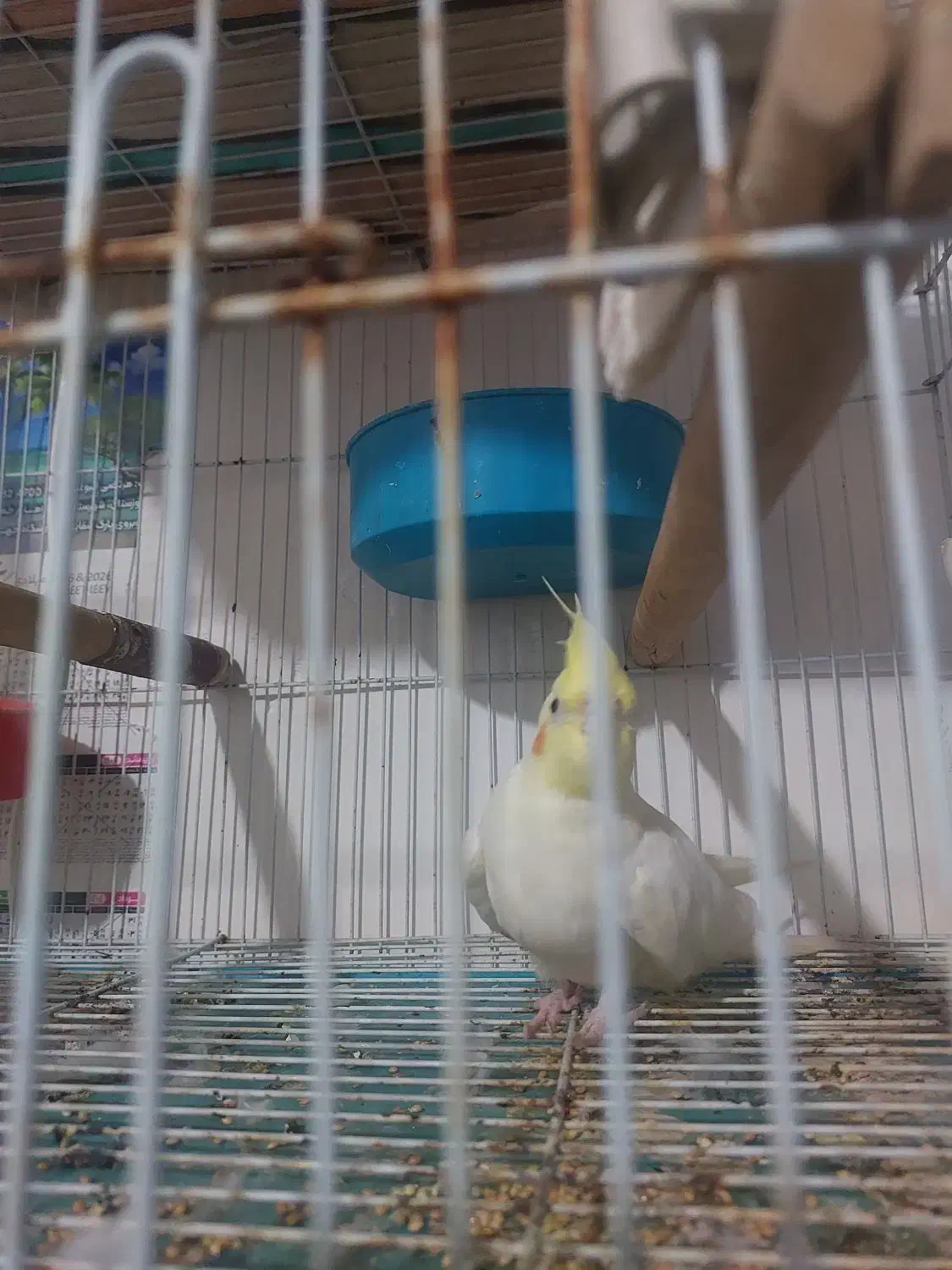 طوطی عروس|پرنده|بندر امام خمینی, |دیوار