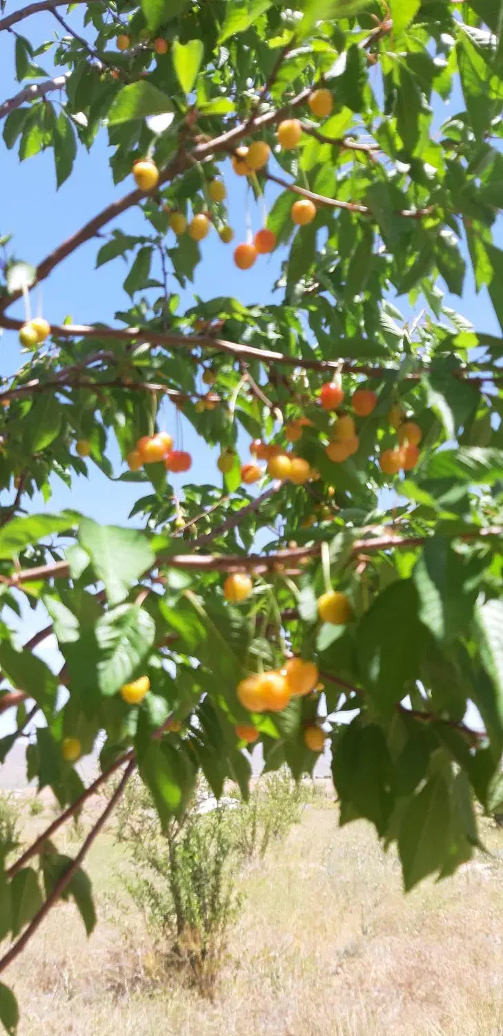 باغ شهرشقایق|فروش زمین و ملک کلنگی|زنجان, |دیوار