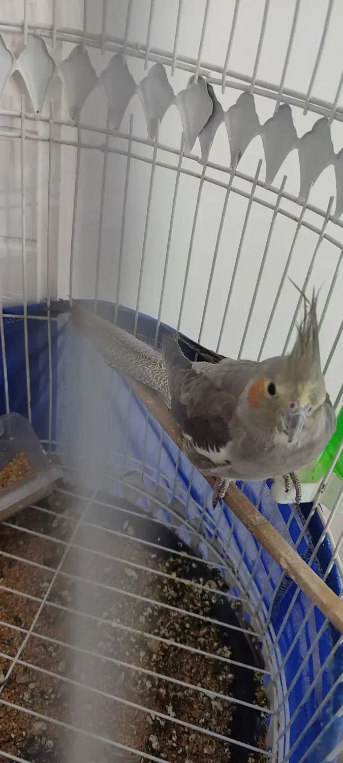 عروس هلندی|پرنده|شاهرود, |دیوار