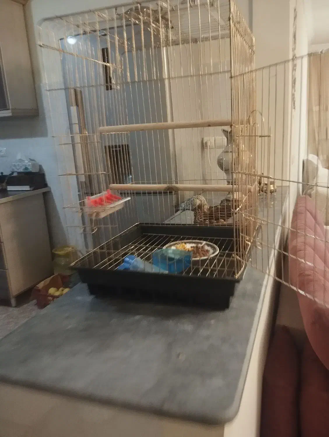 عروس هلندی|پرنده|اهر, |دیوار