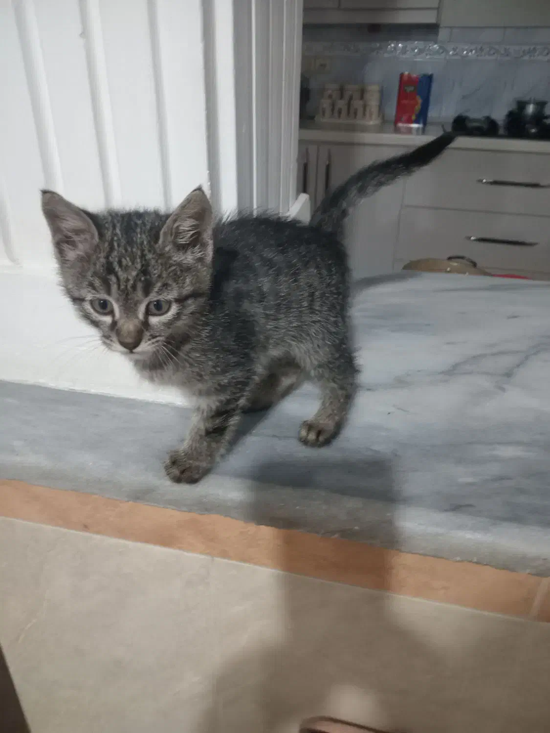 واگذاری بچه گربه|گربه|گرگان, |دیوار