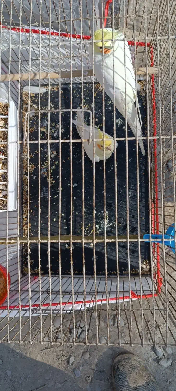 جفت عروس هلندی|پرنده|هندیجان, |دیوار