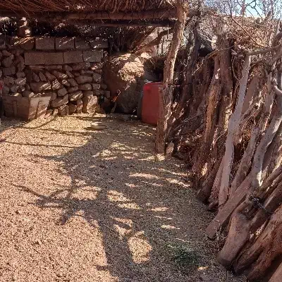 مرغ وخروس گلین لری|حیوانات مزرعه|قزوین, |دیوار