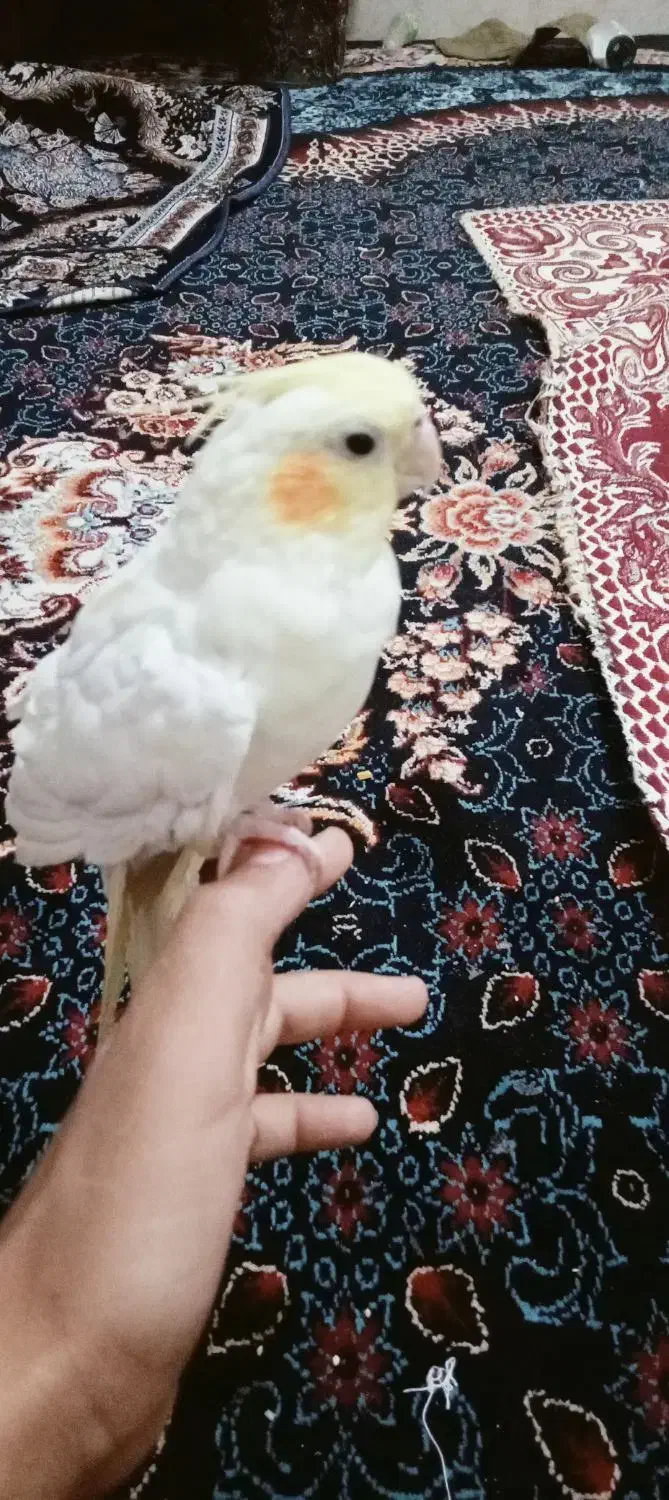 عروس هلندی نر دستی|پرنده|زاهدان, |دیوار