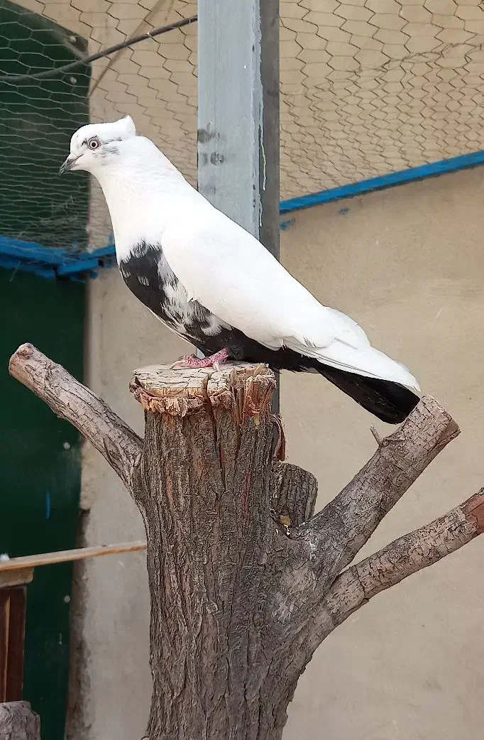 کفتر دم سیاه|پرنده|ماهدشت, |دیوار