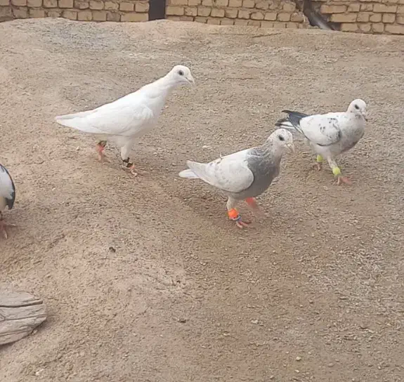 کفتر|پرنده|اسفراین, |دیوار