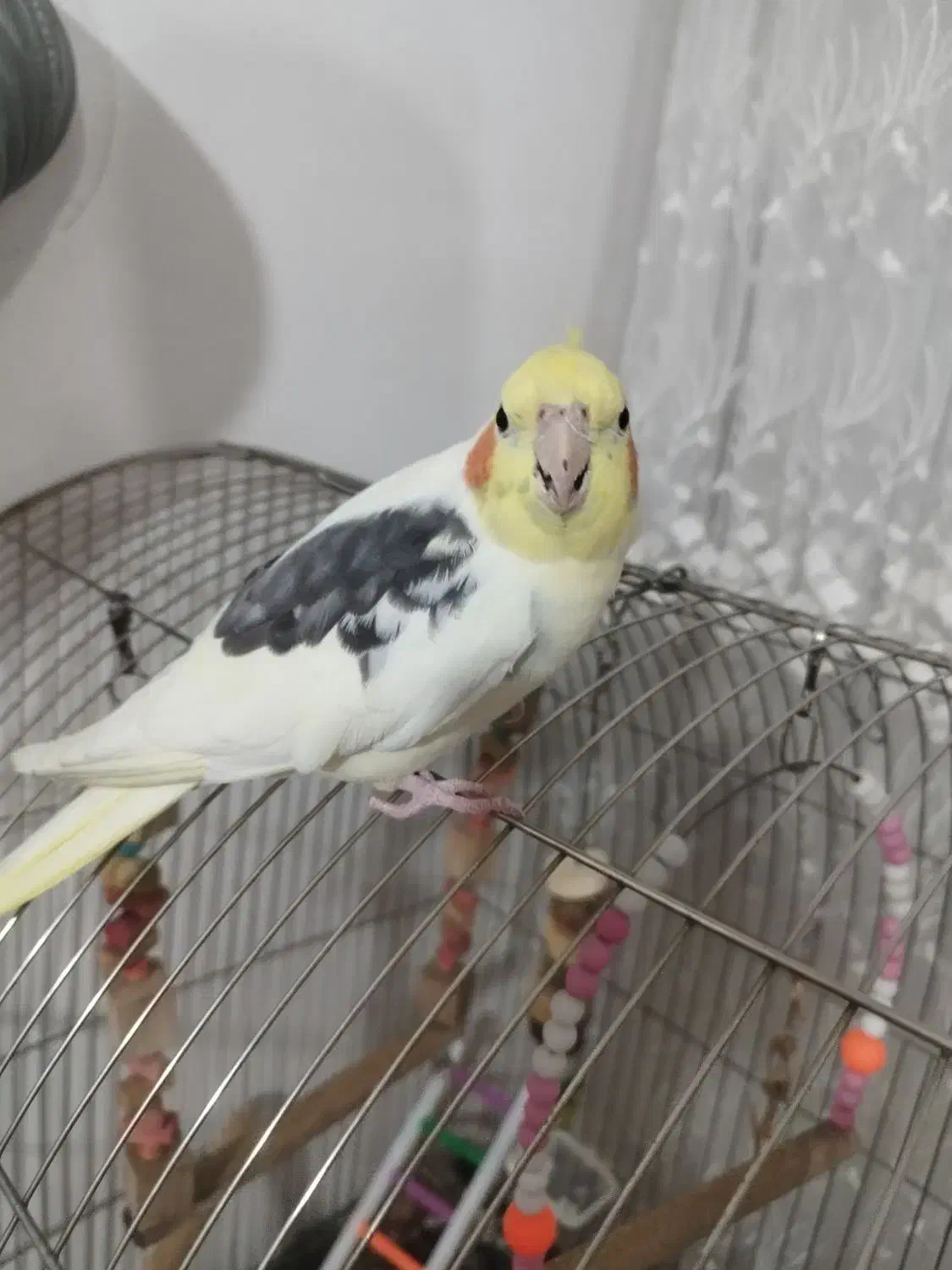 عروس هلندی یک جفت|پرنده|ابهر, |دیوار