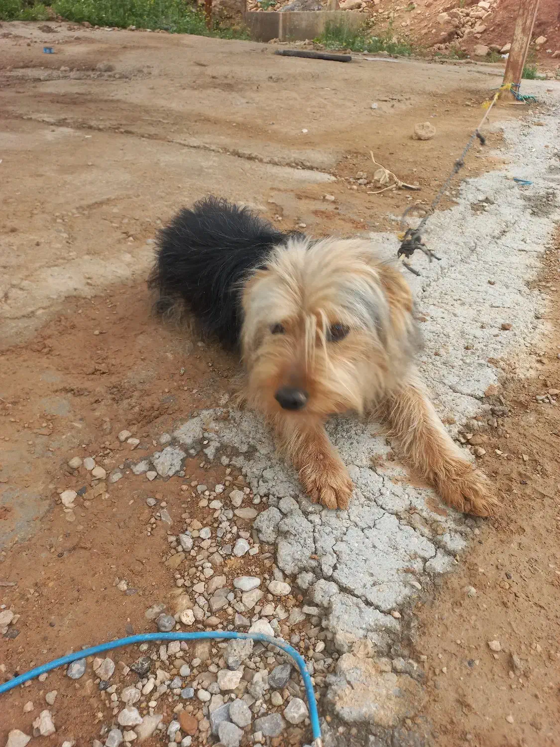 سگ .|سگ|دهدشت, |دیوار