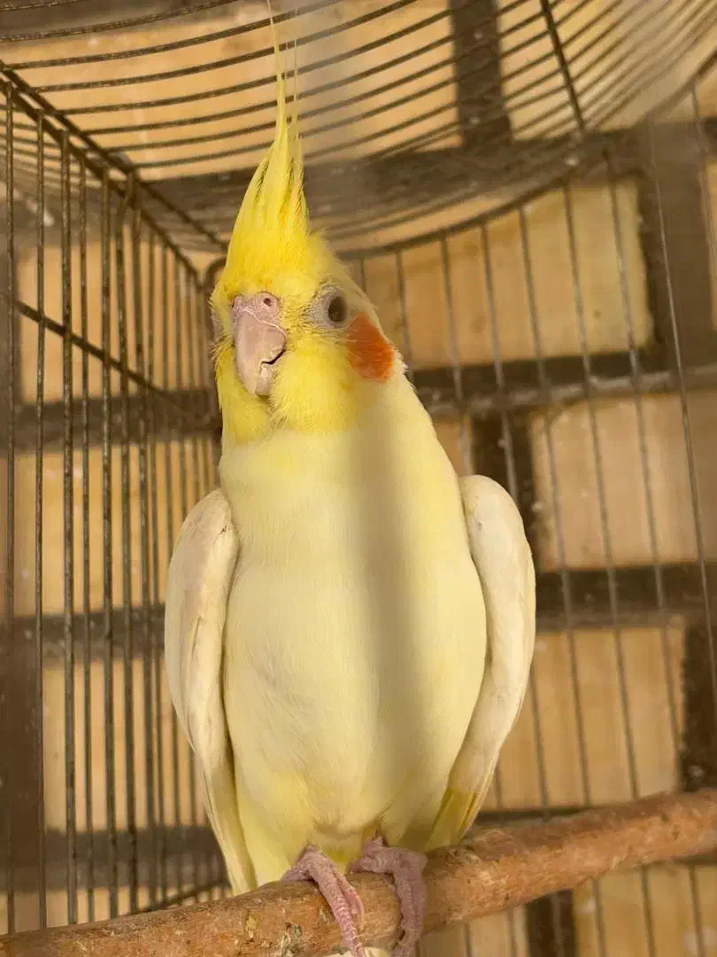 عروس هلندی نر لوتینیو|پرنده|شوشتر, |دیوار