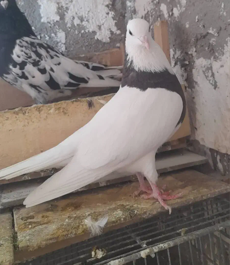 فولادی|پرنده|اندیکا, |دیوار