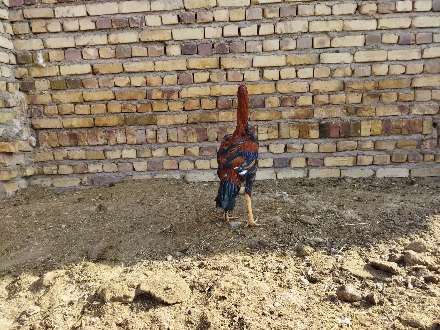 لاری|حیوانات مزرعه|تایباد, |دیوار