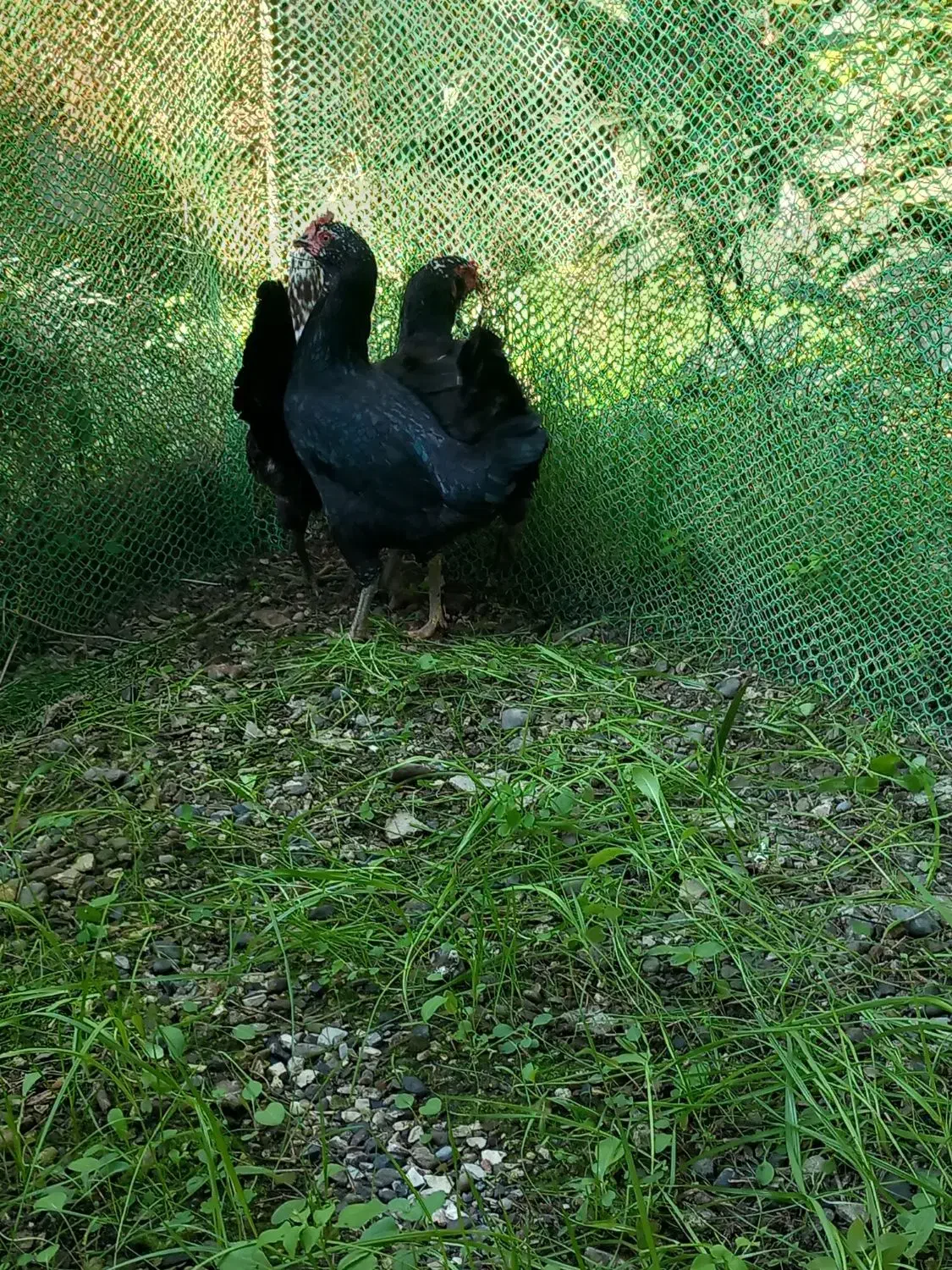 مرغ دورگ لاری دم تخم|حیوانات مزرعه|تنکابن, |دیوار