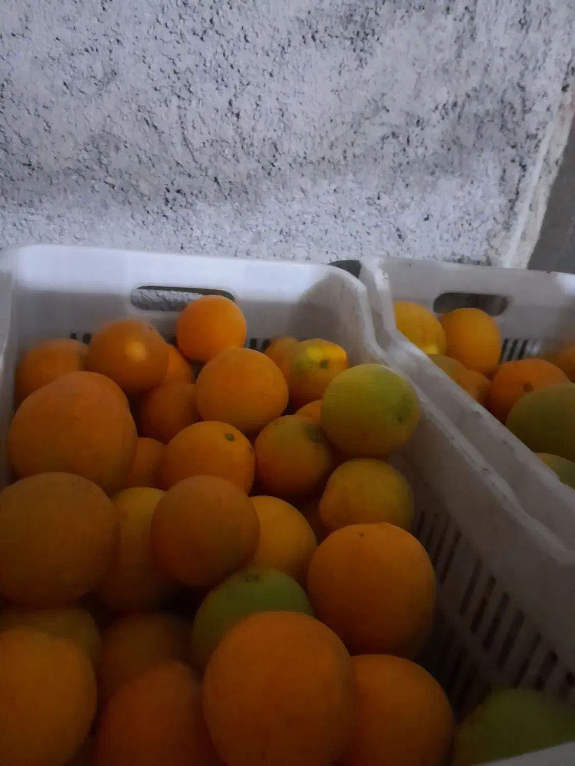 فروش پرتقال تامسون|حراج|مرزیکلا, |دیوار