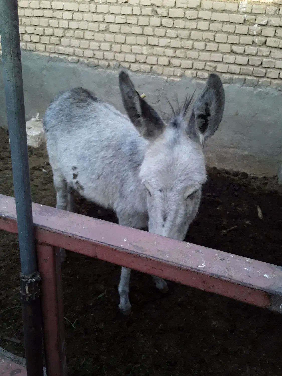 کره الاغ ماده گله ایی|حیوانات مزرعه|سمنان, |دیوار