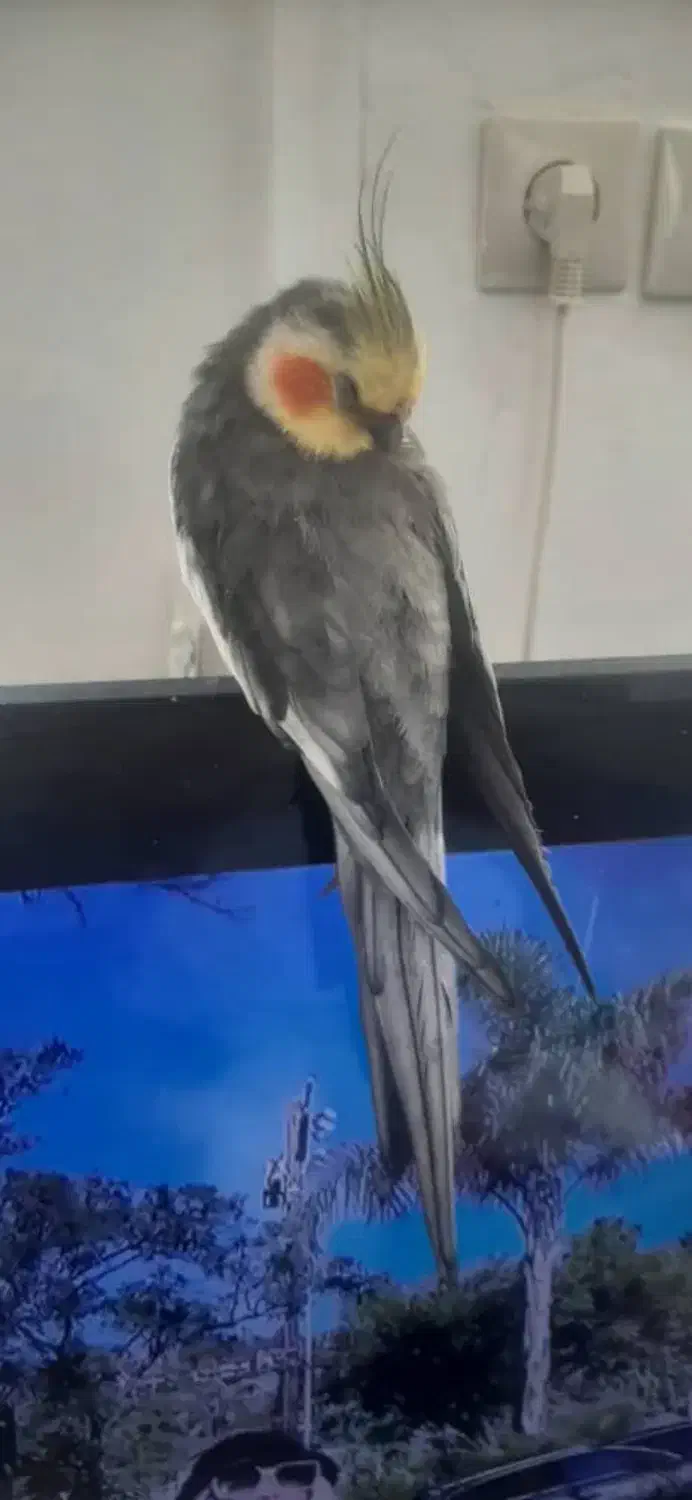 گم شده عروس هلندی ب اسم مربا|حیوانات|آباده, |دیوار