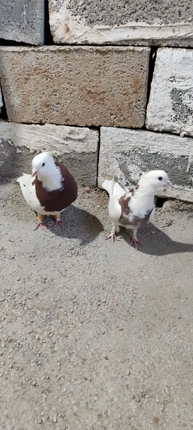 کفتر طوقی|پرنده|شیراز, شهرک فرهنگیان|دیوار