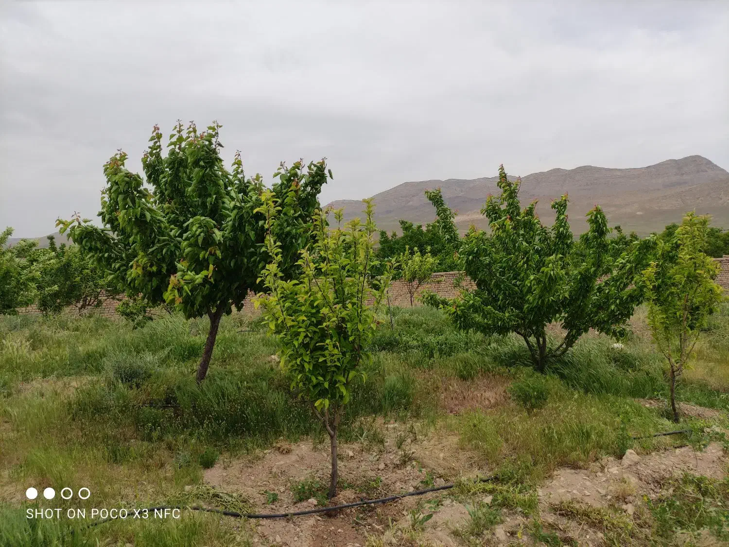 زمین مسکونی|فروش زمین و ملک کلنگی|خرقان, |دیوار