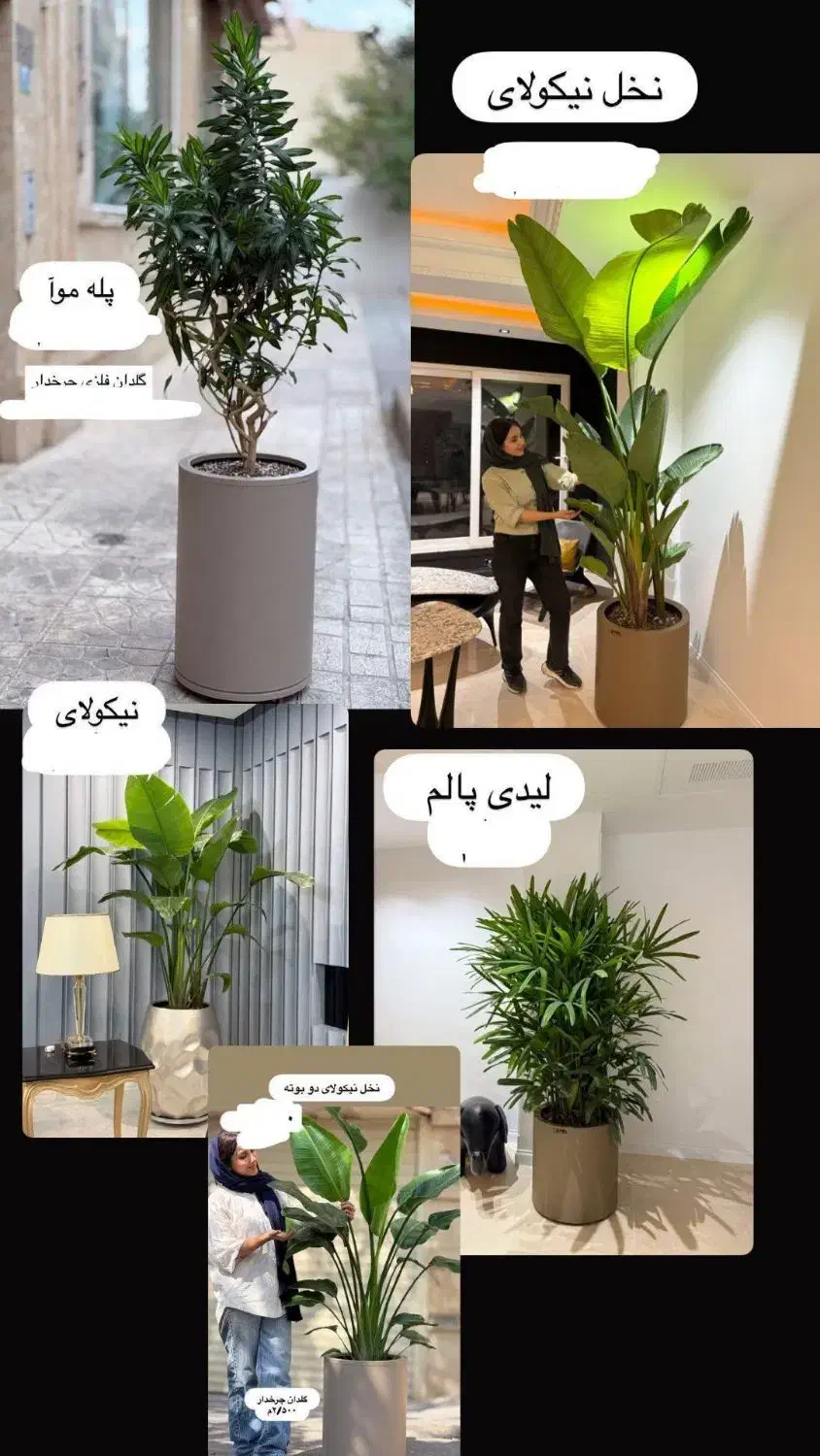 درختچه ده قسطه|گل مصنوعی|خرم‌آباد, |دیوار
